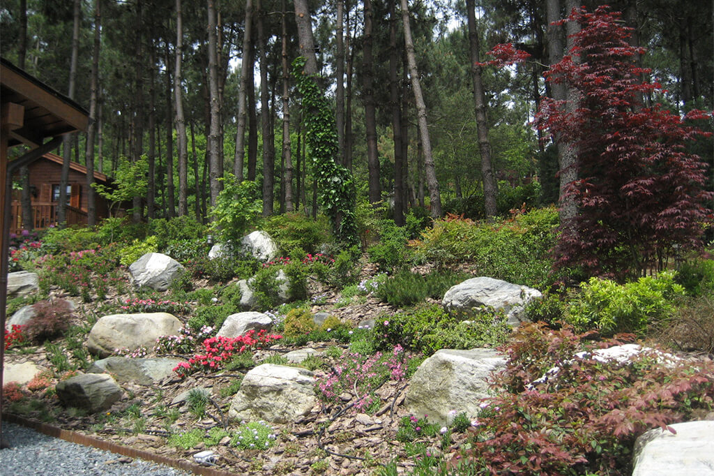 cem botanik blog kaya bahçesi birkileri